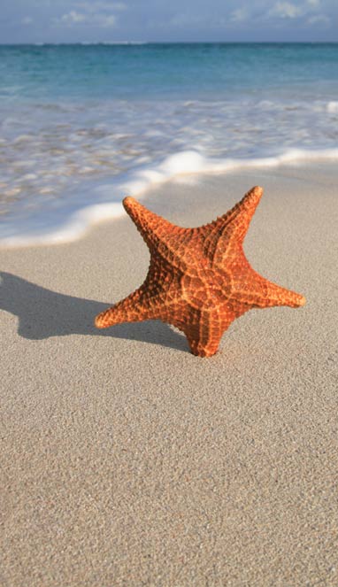 Starfish