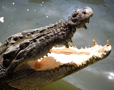 Crocodile